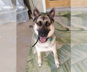 Alaskan Husky-German Shepherd Dog Mix Dogs for adoption in TITUSVILLE, FL, USA