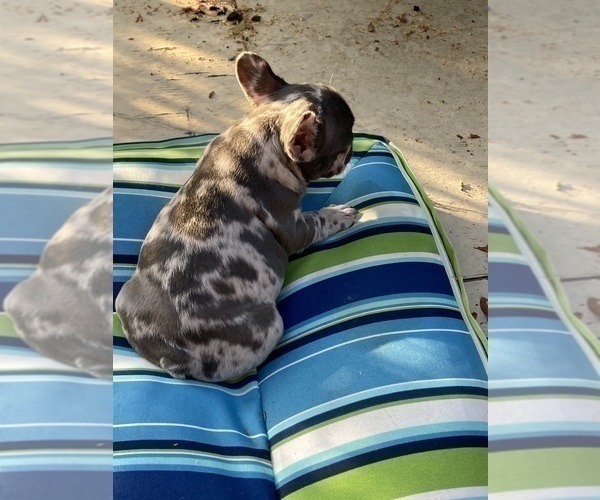 Medium Photo #27 French Bulldog Puppy For Sale in CITY INDUSTRY, CA, USA