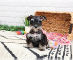 Small #2 Schnauzer (Miniature)