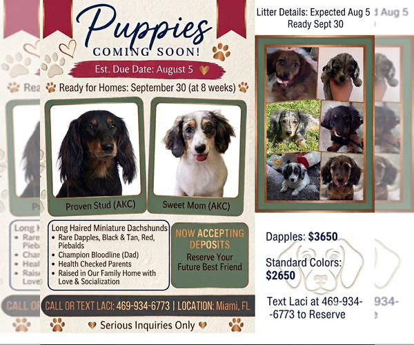 Medium Photo #1 Dachshund Puppy For Sale in MIAMI, FL, USA