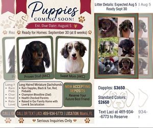 Dachshund Puppy for sale in MIAMI, FL, USA