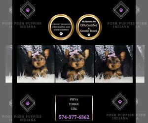Yorkshire Terrier Puppy for sale in WARSAW, IN, USA