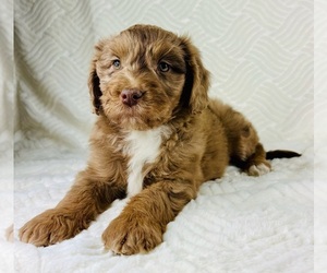 Miniature Australian Shepherd Puppy for sale in GREENFIELD, IN, USA