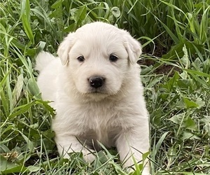Great Pyrenees Puppy for sale in HUBBARD, IA, USA