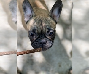 Bulldog Puppy for sale in SACRAMENTO, CA, USA