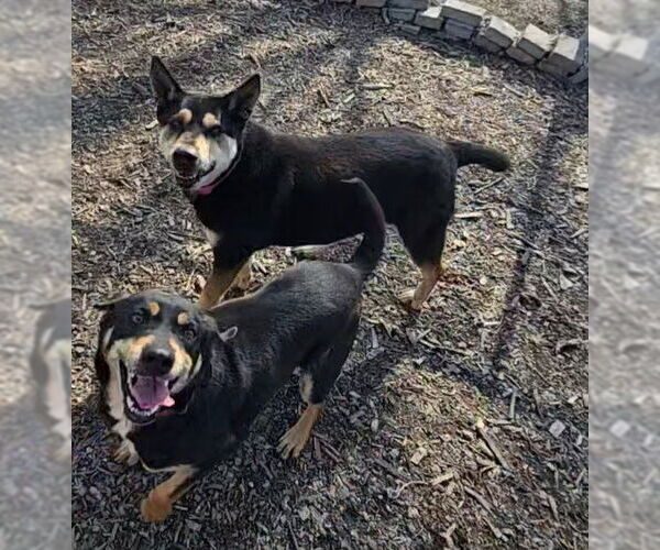 Medium Photo #3 Mutt Puppy For Sale in Bloomingdale, NJ, USA