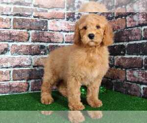 Pyredoodle Puppy for sale in BEL AIR, MD, USA