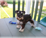 Small #2 Schnauzer (Miniature)
