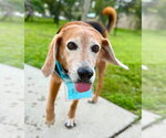 Small Photo #23 Beagle Puppy For Sale in Tampa, FL, USA
