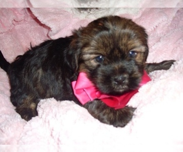 Medium Photo #1 Shih Tzu Puppy For Sale in JACKSON, MS, USA