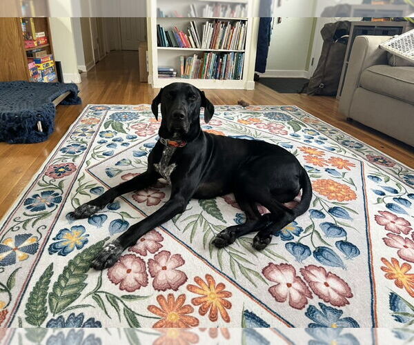 Medium Photo #1 Doberman Pinscher-Great Pyrenees Mix Puppy For Sale in Buffalo, MN, USA