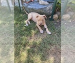 Small #22 American Pit Bull Terrier