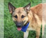 Small German Shepherd Dog Mix
