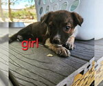 Small #7 Australian Shepherd Mix