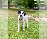 Small #2 Colonial Cocker Spaniel Mix