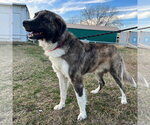 Small #1 Anatolian Shepherd