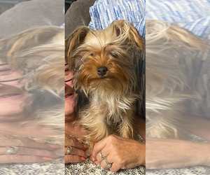Father of the Yorkshire Terrier puppies born on 08/02/2026
