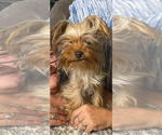 Small Photo #1 Yorkshire Terrier Puppy For Sale in BEATTYVILLE, KY, USA