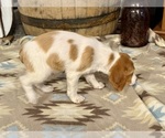 Small #3 Brittany