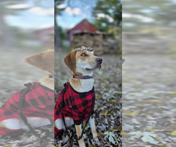 Medium Photo #9 Labrador Retriever-Redbone Coonhound Mix Puppy For Sale in Middlesex, VT, USA
