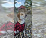 Small #8 Labrador Retriever-Redbone Coonhound Mix