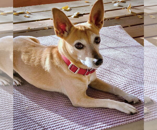 Medium Photo #4 Rat Terrier-Unknown Mix Puppy For Sale in Atlanta, GA, USA