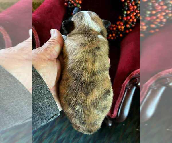 Medium Photo #4 Chihuahua Puppy For Sale in NEWVILLE, PA, USA