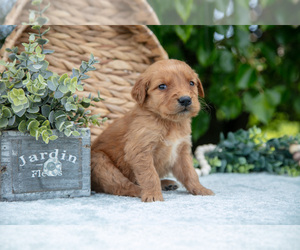 Golden Retriever Litter for sale in WOLCOTTVILLE, IN, USA