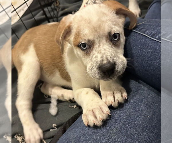 Medium Photo #4 Huskies -Unknown Mix Puppy For Sale in Springdale, PA, USA