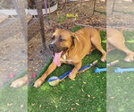 Small #10 Rhodesian Ridgeback Mix