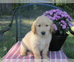 Puppy 3 Golden Retriever