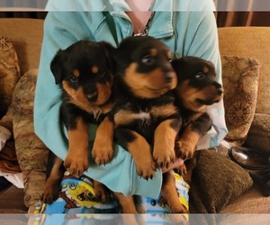 Rottweiler Puppy for sale in COOLVILLE, OH, USA