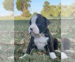 Small Photo #2 Boxer Puppy For Sale in BREMEN, KY, USA