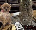 Small #1 Poodle (Toy)