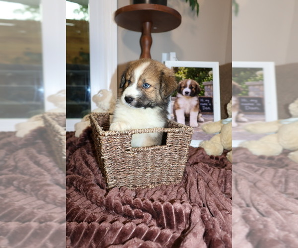 Medium Photo #2 Aussie Pyrenees Puppy For Sale in LEXINGTON, SC, USA