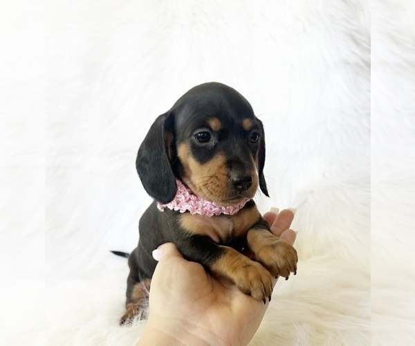 Medium Photo #6 Dachshund Puppy For Sale in DAVIS, CA, USA