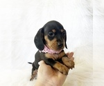 Small #5 Dachshund