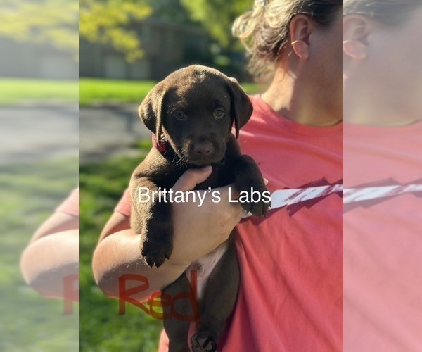 Medium Photo #4 Labrador Retriever Puppy For Sale in SAINT JOSEPH, MO, USA