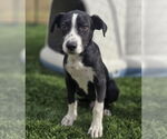 Small #2 American Staffordshire Terrier-Labrador Retriever Mix