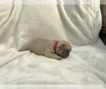 Small Photo #2 French Bulldog Puppy For Sale in MIRAMAR, FL, USA
