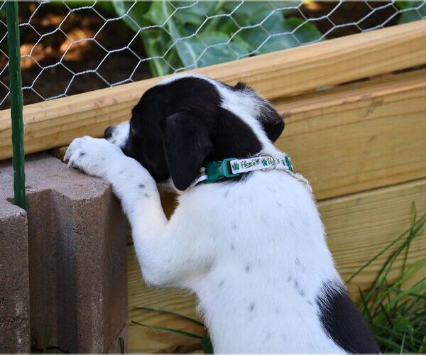 Medium Photo #3 Pointer-Unknown Mix Puppy For Sale in Minneapolis, MN, USA