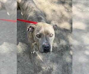Mutt Dogs for adoption in Riverside, CA, USA