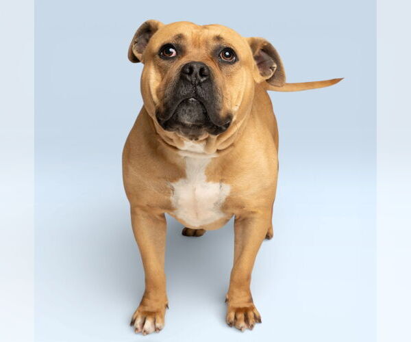 Medium Photo #1 American Bulldog-Unknown Mix Puppy For Sale in Rowlett, TX, USA