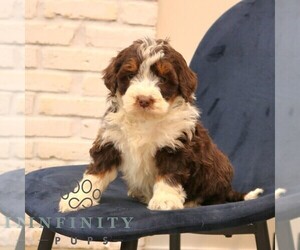 Bernedoodle (Miniature) Puppy for sale in NARVON, PA, USA