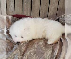 Samoyed Puppy for sale in WITHEE, WI, USA