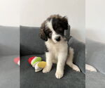 Small #3 Border-Aussie