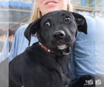 Small #1 Labrador Retriever Mix