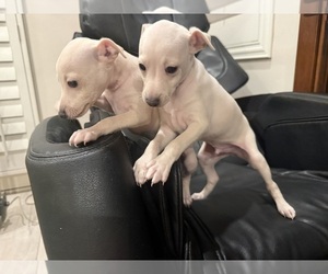 Italian Greyhound Puppy for sale in SAN DIEGO, CA, USA