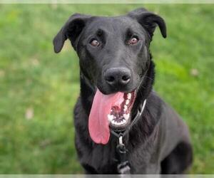 Labrador Retriever-Unknown Mix Dogs for adoption in Martinez, CA, USA