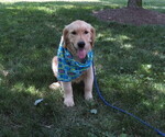 Small #17 Golden Retriever